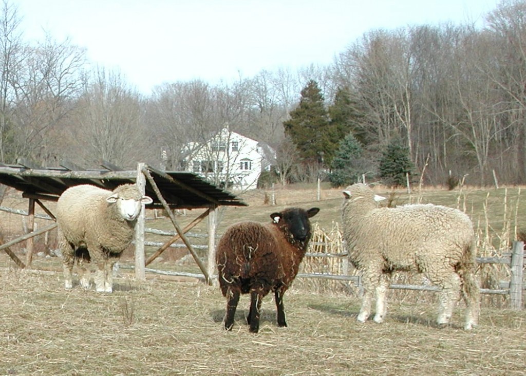 Real life is beautiful every single day. Hay, sheep, fresh air.